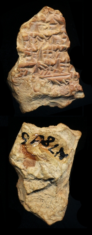N7816