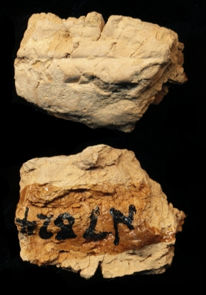 N7824