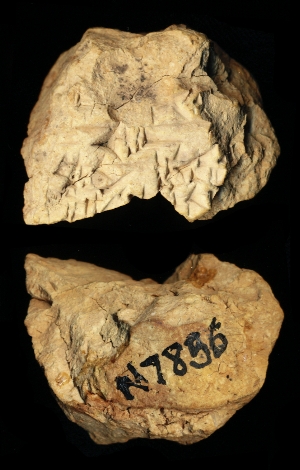 N7856