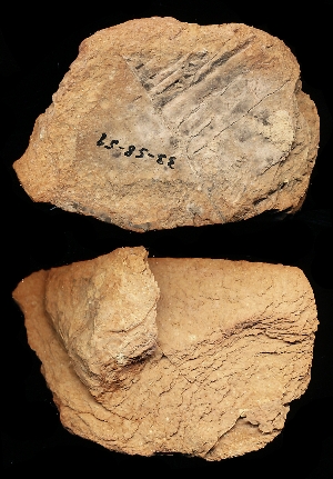 33-58-59