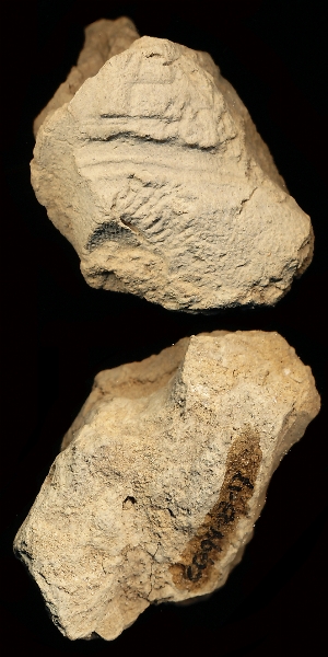 CG94-23-17