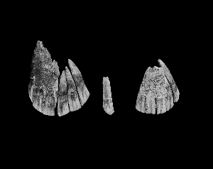 MS1758A