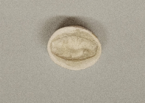 MS4304
