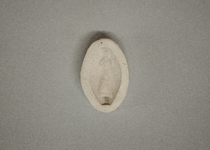 MS4324.1