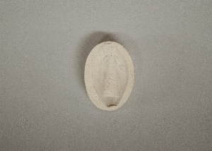 MS4324.2