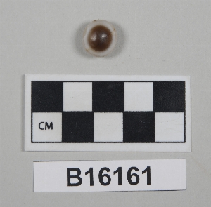 B16161