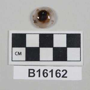 B16162