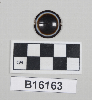 B16163