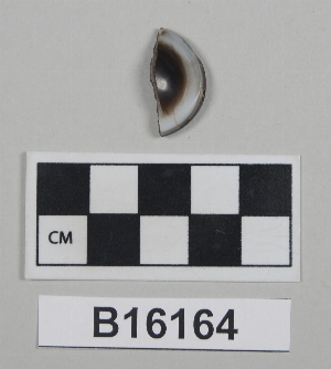 B16164