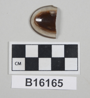 B16165