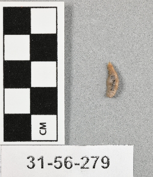 31-56-279