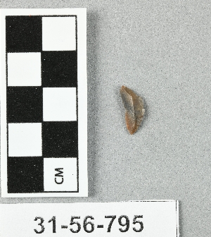 31-56-795