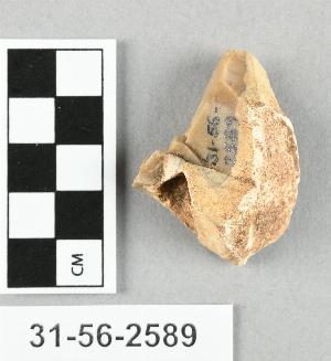 31-56-2589