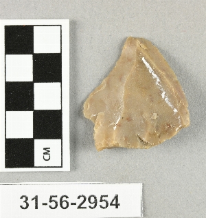 31-56-2954