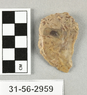 31-56-2959