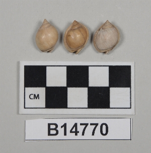 B14770