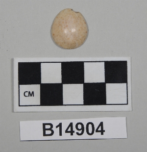 B14904