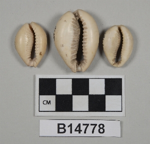 B14778