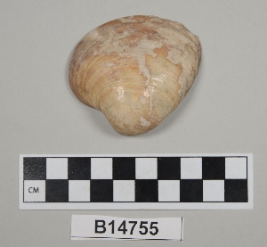 B14755