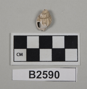 B2590