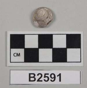 B2591