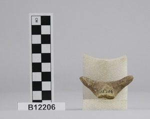 B12206