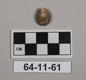 64-11-61