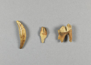 CG090388-4208