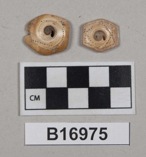 B16975