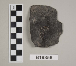 B19856
