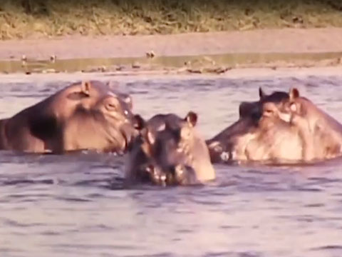 Wild Hippos thumbnail.