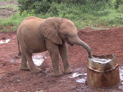 Baby Elephants Playing Together thumbnail.