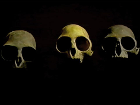 Borneo Exhibit thumbnail.