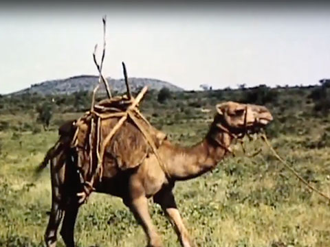 Rendille Camels thumbnail.