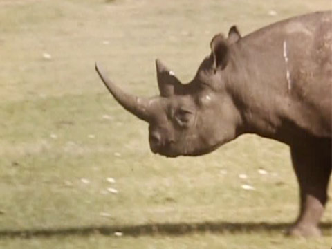 East Africa 1961 Reel 4 of 46 thumbnail.