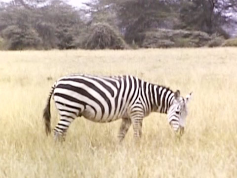 East Africa 1952 Reel 5 of 10 thumbnail.