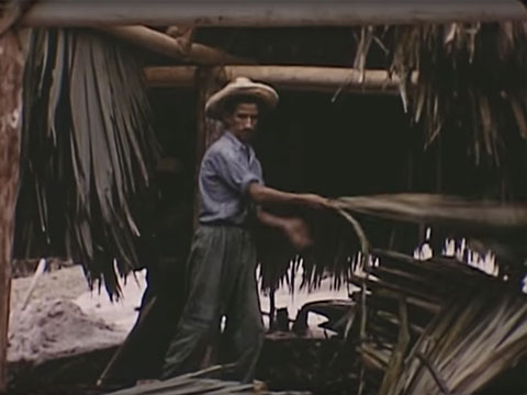 Tikal Project - 1956 thumbnail.
