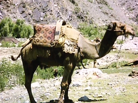 Afghanistan 1965 Reel 32 of 40 thumbnail.