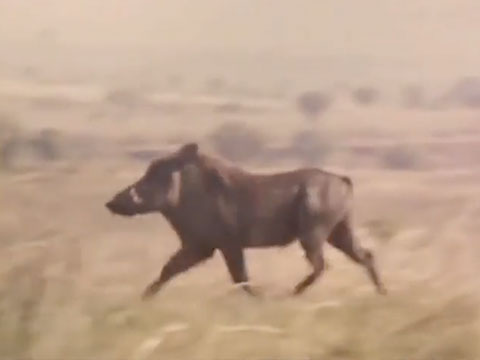 Wild Warthogs thumbnail.