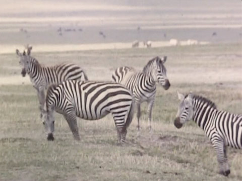 East Africa 1961 Reel 3 of 46 thumbnail.