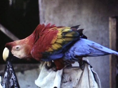 British Guiana 1948 Reel 7 of 8 thumbnail.