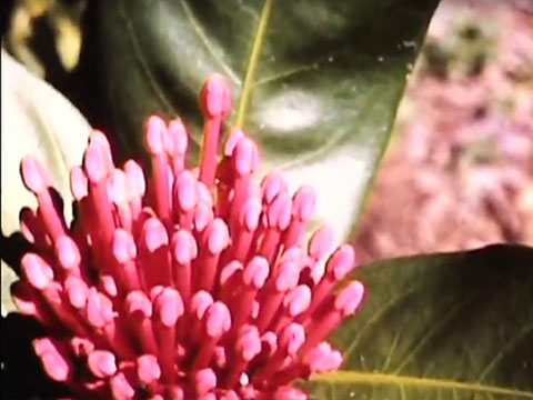 Entebbe Botanical Gardens thumbnail.