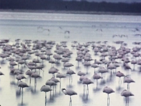 East Africa 1961 Reel 12 of 46 thumbnail.