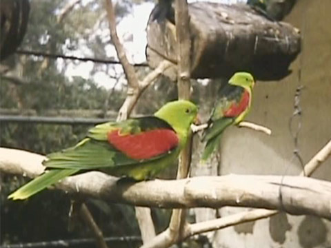 Australia 1957 Reel 31 of 44 thumbnail.