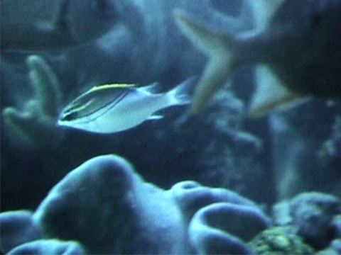 Australia 1961 Reel 44 of 46 thumbnail.