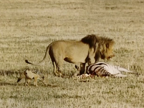 East Africa 1961 Reel 1 of 46 thumbnail.