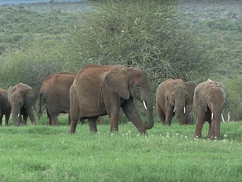 Elephant Family in the Wild thumbnail.