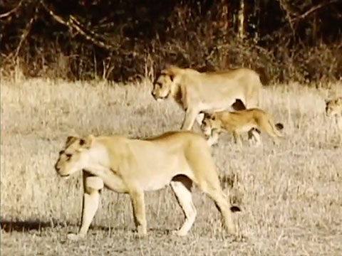 East Africa 1961 Reel 4 of 46 thumbnail.