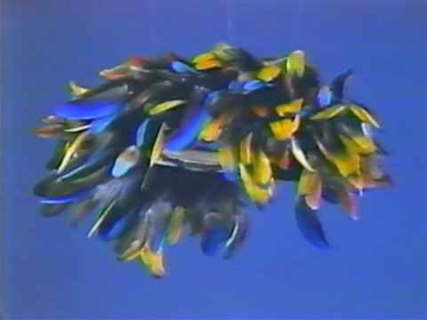 The Gift of Birds Vol.5 Cashinahua People thumbnail.