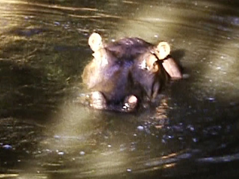 East Africa 1961 Reel 10 of 46 thumbnail.